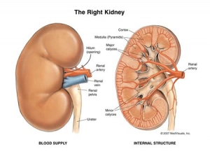 Tìm hiểu những loại bệnh về Thận thường gặp